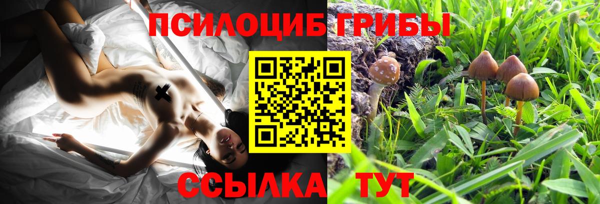 Галлюциногенные грибы Psilocybe Бор